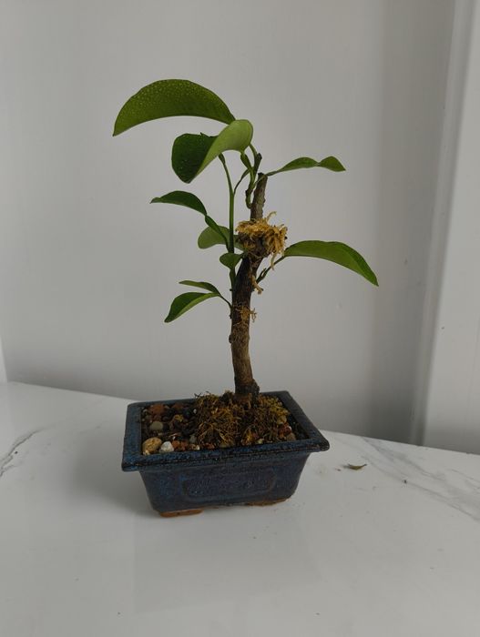 Bonsai bonSai BO