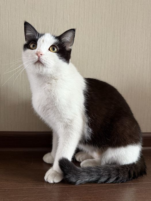 Очень красивая кошечка Шмакося, 6 мес., ищет семью