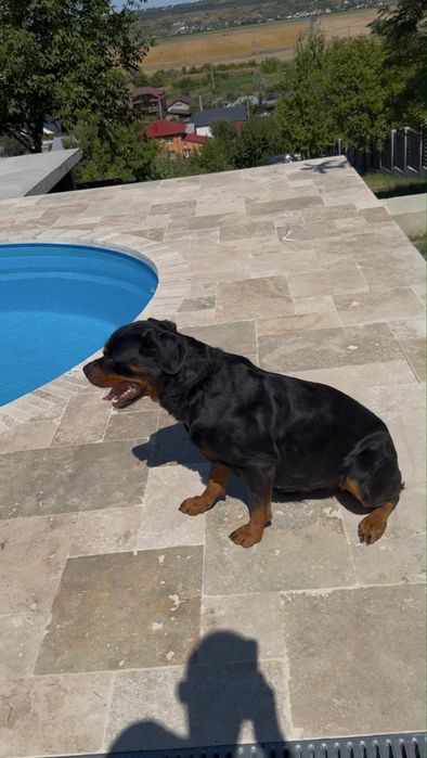 Femelă rottweiler ( Rotvailer )