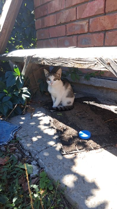 Котята бесплатно