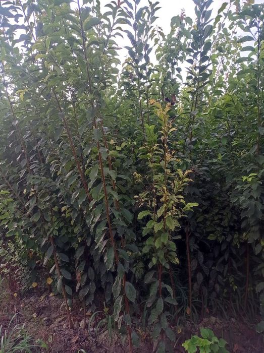 Мевали ва манзарали кучатлар сотилади