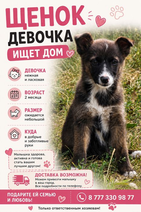 Пристраиваются щеночки в добрые руки