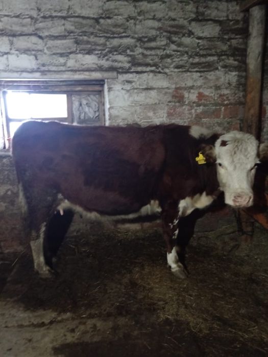 Продам стелную корову