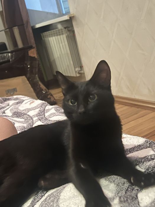 Кошка черный. Черная