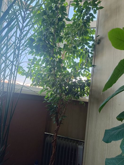 Фикус..Бенджамин..