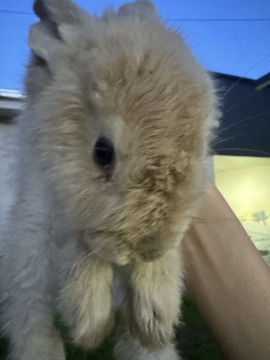 Quyon bor zottor donasi