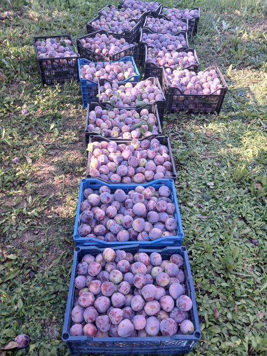 Prune de vanzare