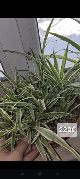 Бөлме гүлдері сатылады.