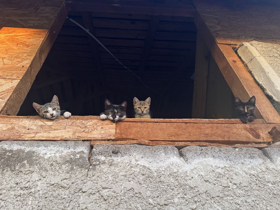 Pui pisica 2 luni