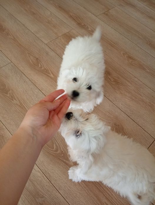 Disponibil cățeluși bichon maltez
