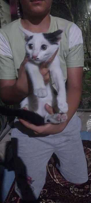 Отдам котят даром в хорошие руки