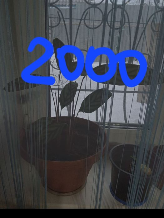 Продам комнатные цветы