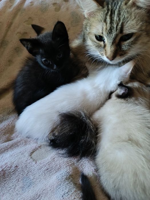 Отдам котят в хорошие руки