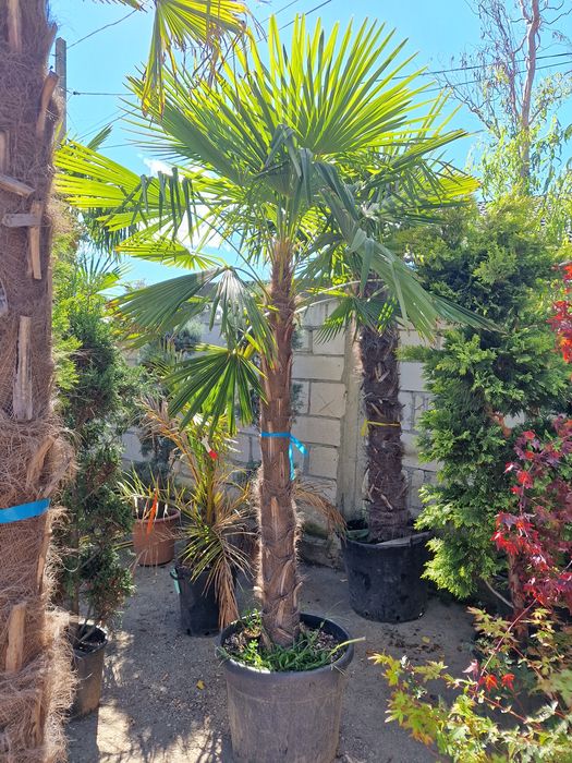 Palmier rezistent iarna la - 20 grade C specia trachycarpus fortunei