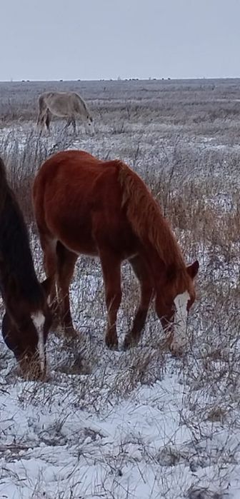 Лошади разных возрастов