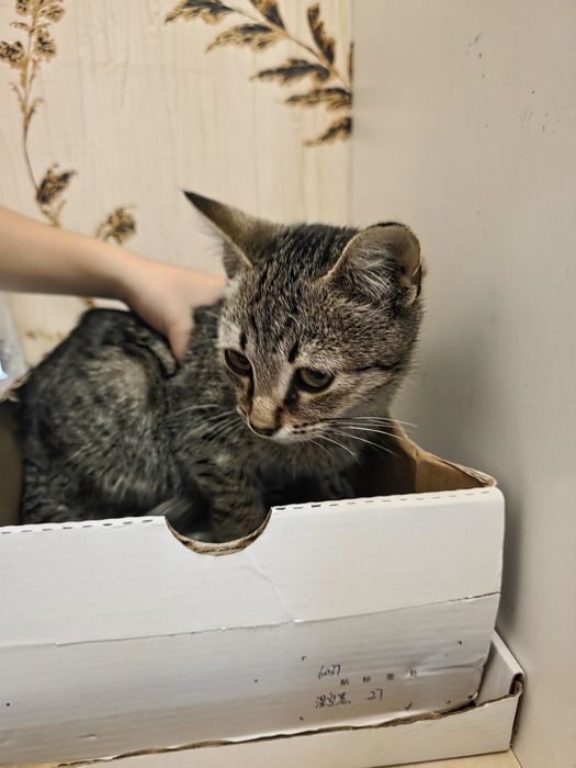Продам котенка, 4-5мес