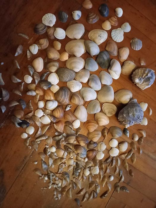 Комплект натуральных ракушек для аквариума