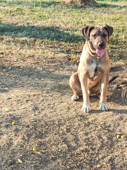 Donez câine cane corso