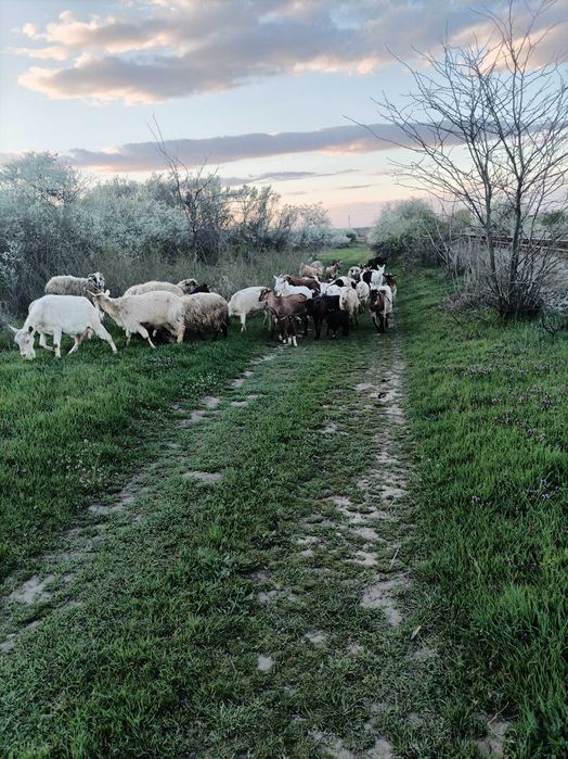 Vând capre bune de lapte