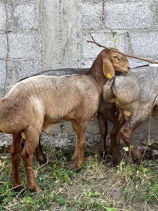 Продам