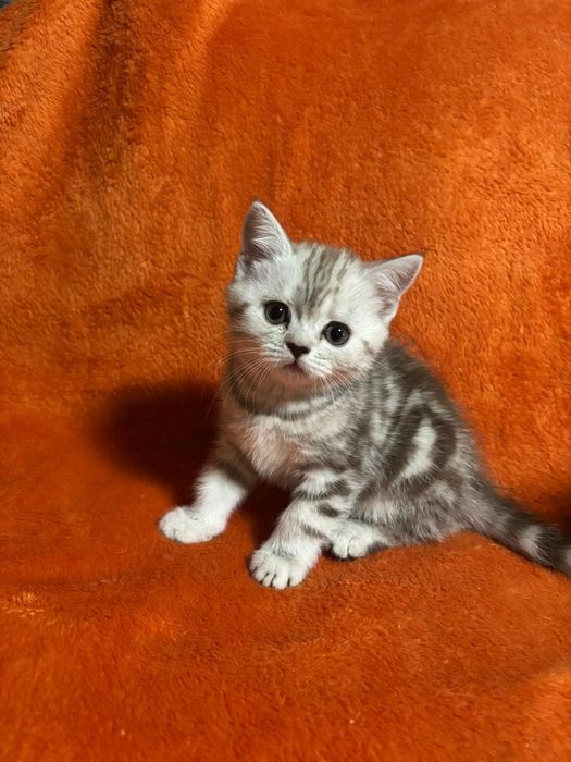 Шотландские Котятки