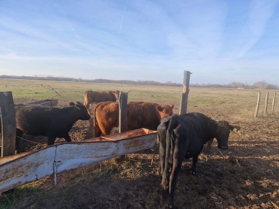 25 juninci Angus gestante