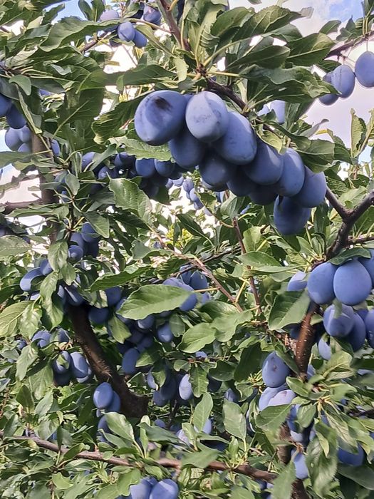 Prune pentru compot si gem
