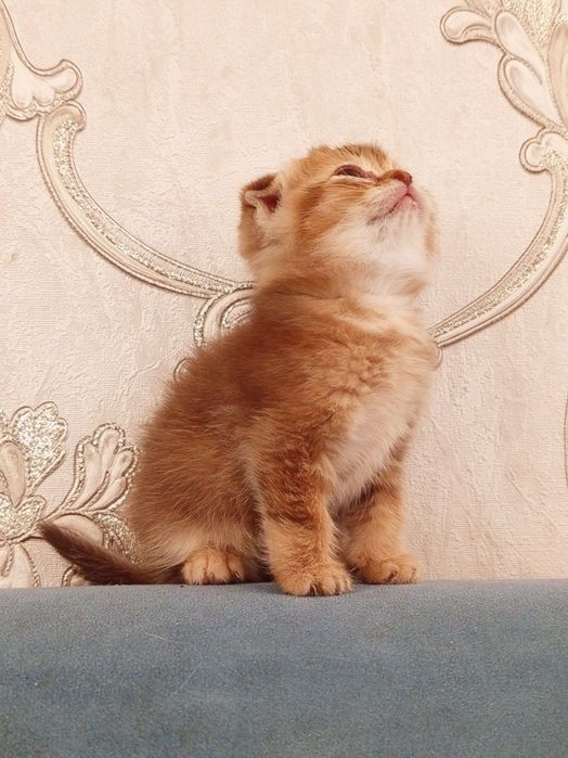 Scottish Fold золотая девочка 5 недель