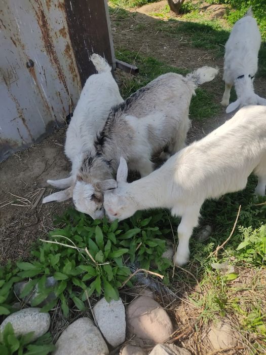 Заненский лақтар