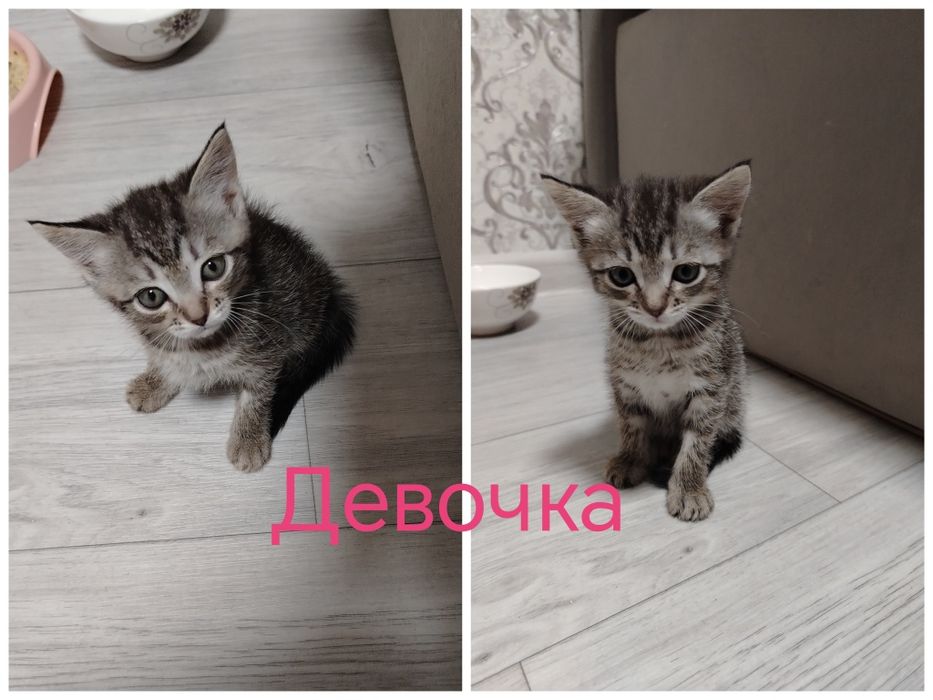 Отдам котят  в добрые руки