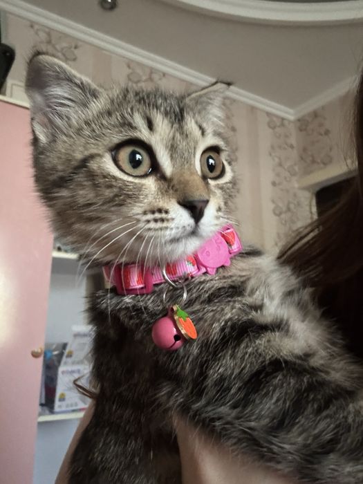 Нежная девочка скотишфолд в добрые руки. 3 мес. Привита. Есть паспорт