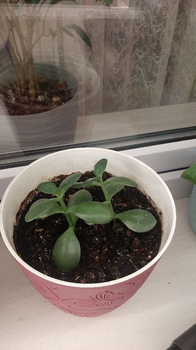 Денежное дерево. Цветок