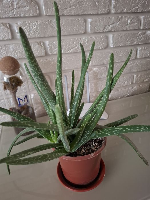 Алоэ вера свежее