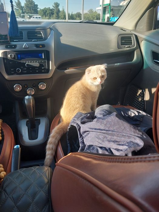 Scottish fold mushuk