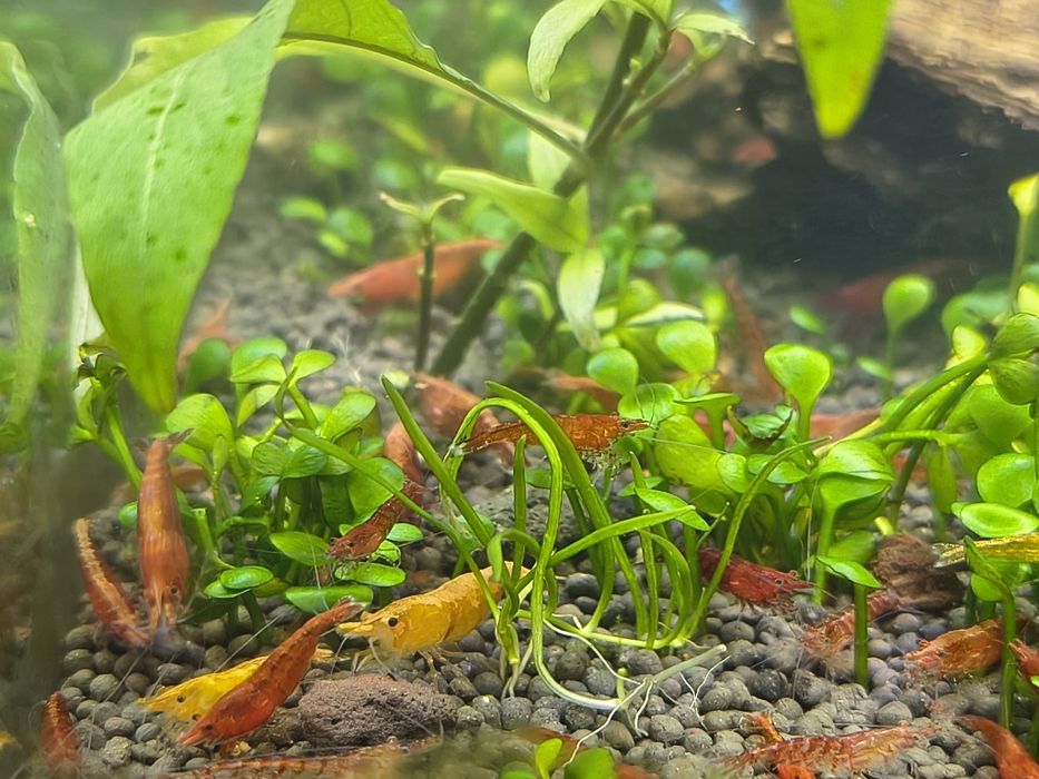 Creveți Neocaridina