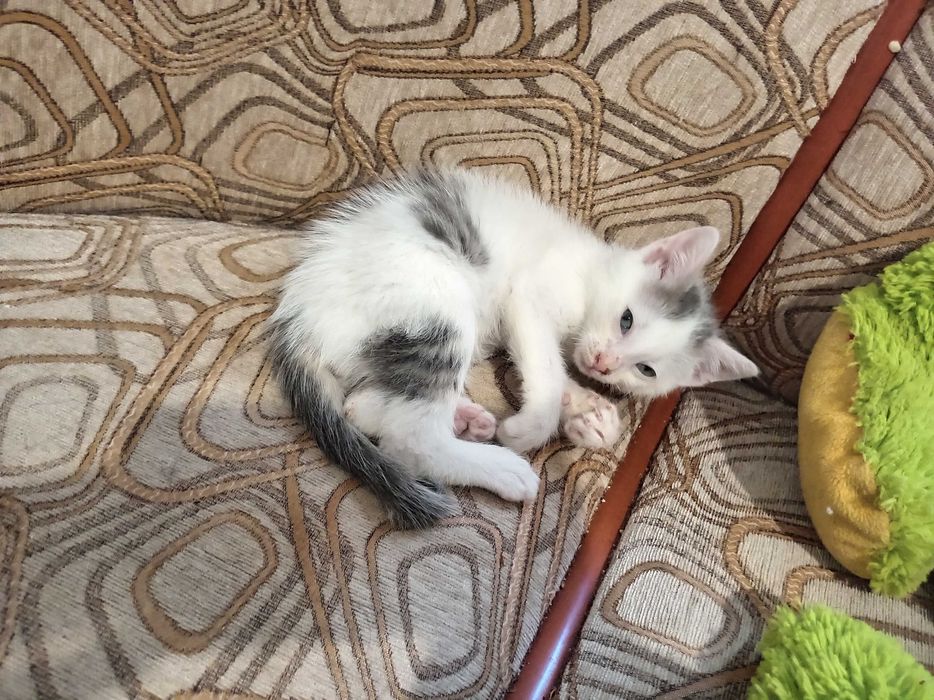 Motănelul Costi, un pui de 7 săptămâni
