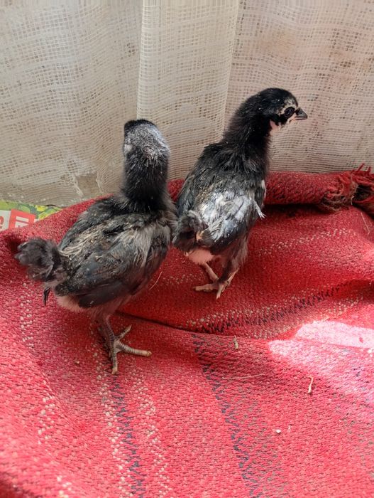 Vind 20 pui australop de 2 saptamina