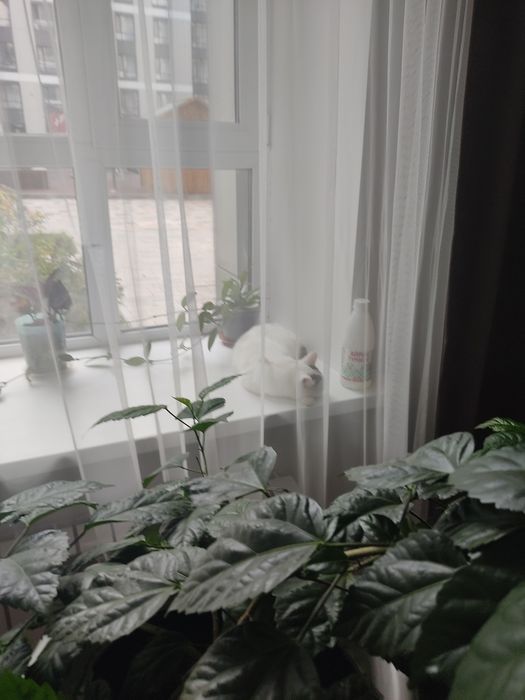 Отдам кошку в хорошие руки