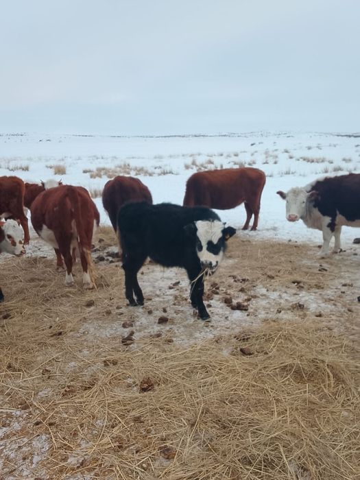 Бычки количестве 4 головы