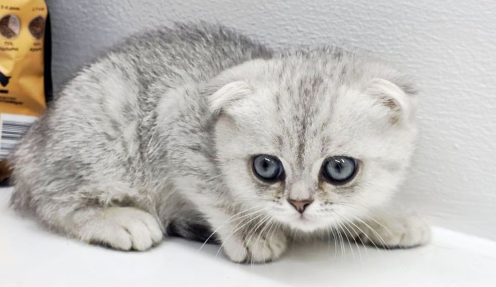 висЛоуХие ШотЛанДскиЕ КотЯтА..