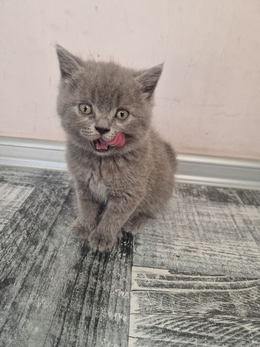 Шотландска клепоуха, британска късокосместа