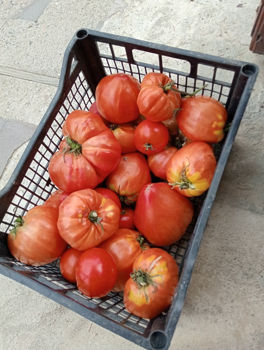 Prestez servicii contra cost
-toaletat pomi
-frezat teren
-produc, vând și plantez răsaduri contra cost
-tau lemne de foc cu