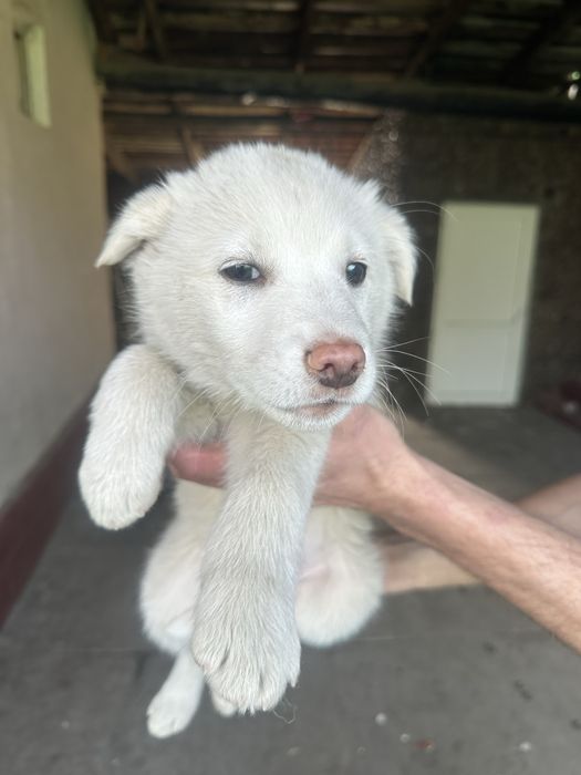 Отдам щенков в хорошие руки