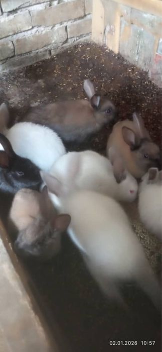 Куйончалар сотилади 50 минг сумдан бошланади