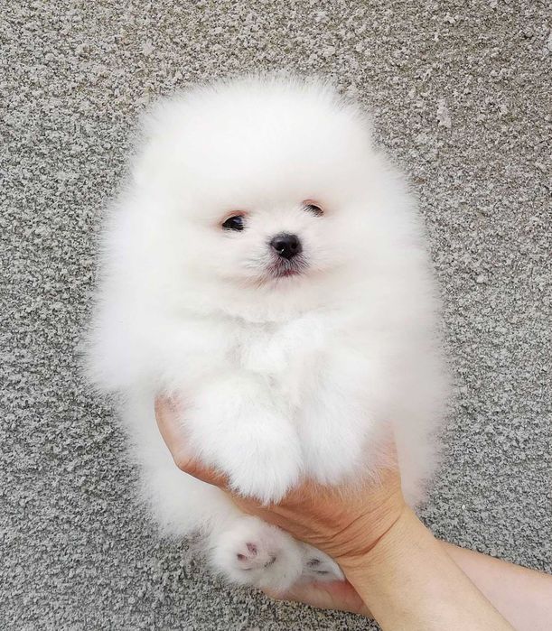 Mascul Pomeranian