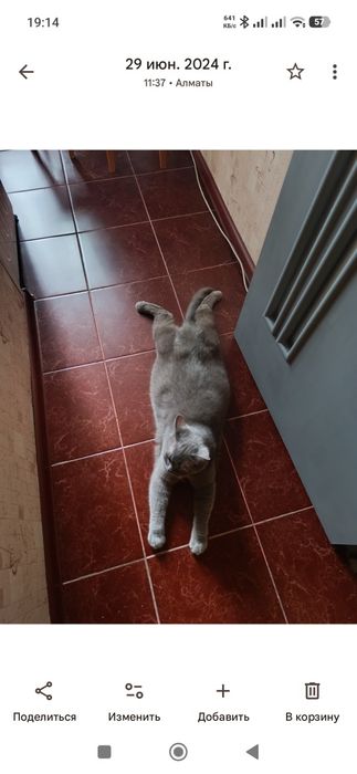 Отдам кота в добрые руки