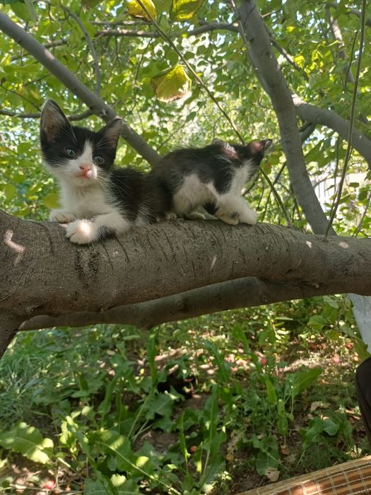 Домашние котята ^^