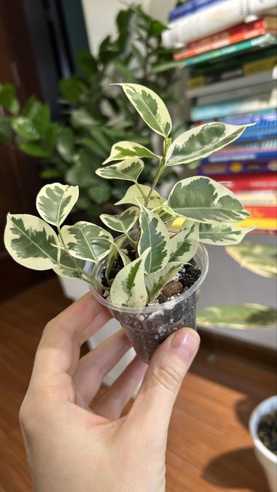 Фикус бенджамина твилайт