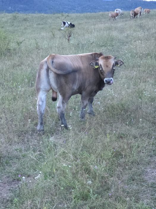 Vând tăurași aubrac