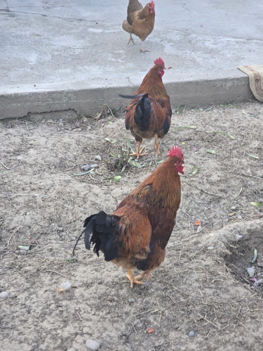 Кучин қораздары сатылады